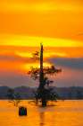 USA-Louisiana-Atchafalaya Basin-Atchafalaya Swamp Cypress trees reflect on at sunrise Art Print